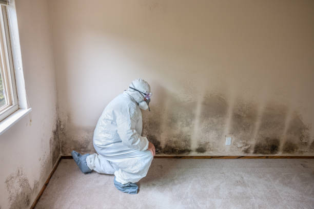 Best Mold Remediation for Specific Building Types in Shrewsbury, PA