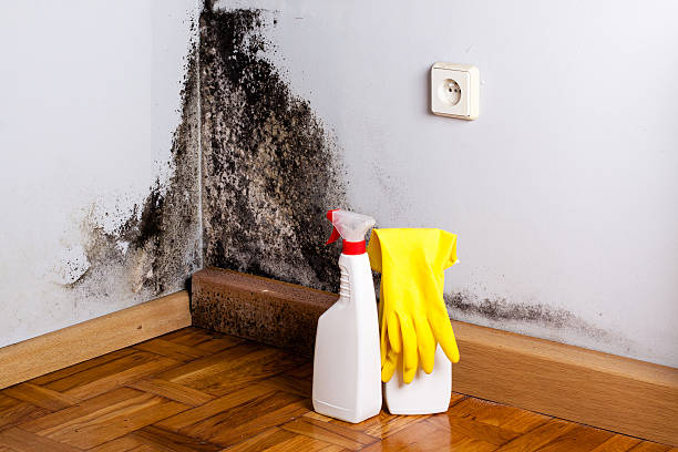 Trusted Shrewsbury, PA Mold Remediation Experts